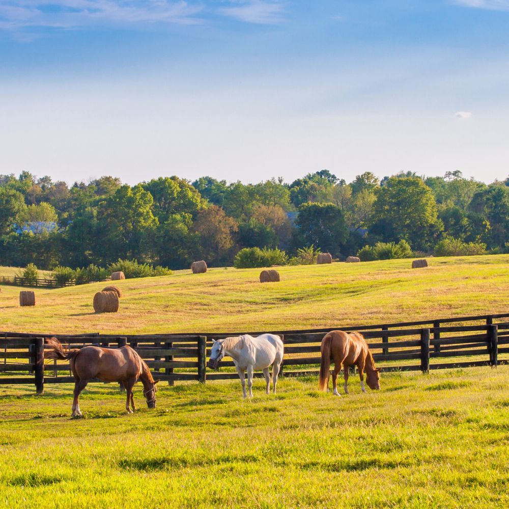 Medical Cannabis in Lexington